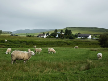 Quiet Irish valley with distant sheep bells and peaceful countryside views Quiet Irish valley with distant sheep bells and peaceful countryside views