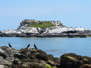 Seals on rocks and coastal cliffs at Howth with calm harbor views Seals on rocks and coastal cliffs at Howth with calm harbor views