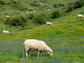 Bluebells blooming in Glen of the Downs with lambs in Wicklow's spring valleys Bluebells blooming in Glen of the Downs with lambs in Wicklow's spring valleys