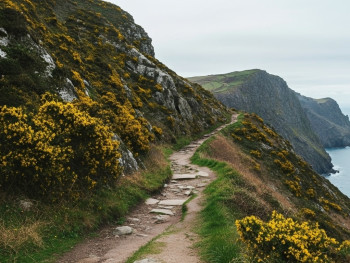 Quiet cliff path at Howth Head with seasonal changes and blooming gorse Quiet cliff path at Howth Head with seasonal changes and blooming gorse