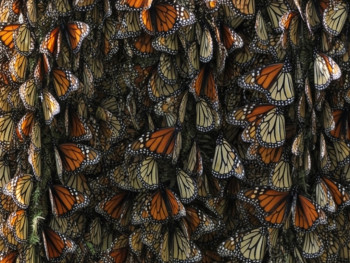 Monarch butterflies clustered on oyamel branches Monarch butterflies clustered on oyamel branches