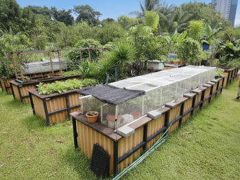 Community garden tucked under HDB flats