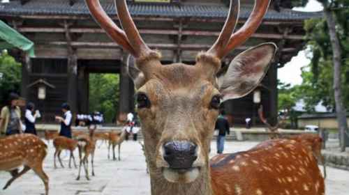 Day trip to Nara: Japan's old capital