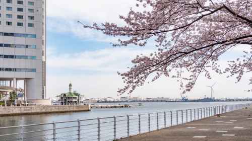 Cherry blossom season in Yokohama