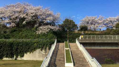 Cherry blossom experience