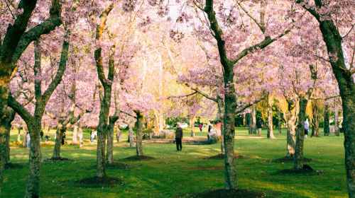 Cherry blossom season in Kobe