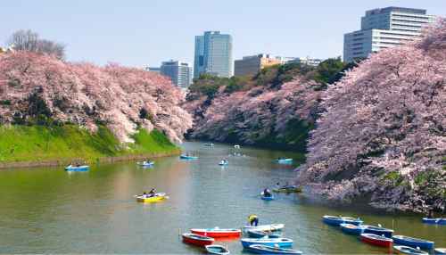 Tokyo in pink: discover the magic of the cherry blossom season