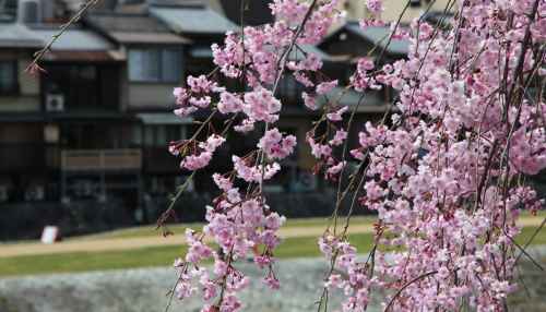 Kyoto in pink: Experience the cherry blossom season like a local
