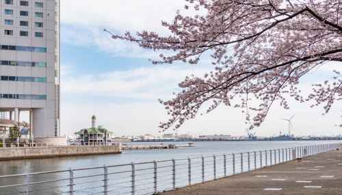 Cherry blossom season in Yokohama