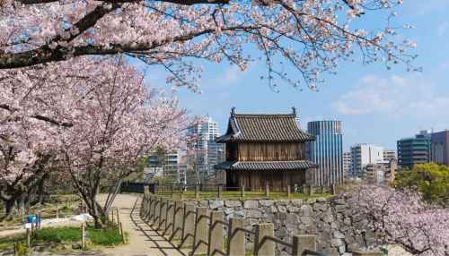 Cherry Blossom Experience