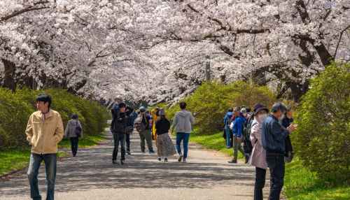 Sakura magic: A once-in-a-lifetime Hiroshima cherry blossom experience