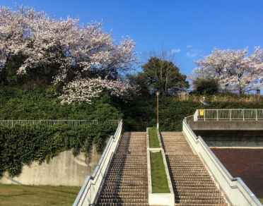 Cherry blossom experience