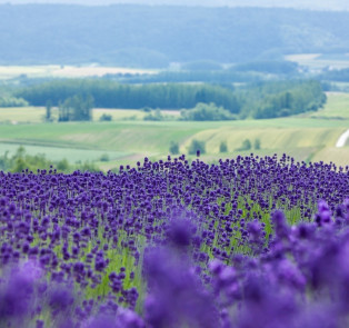 Day trip to Furano lavender fields