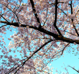 Cherry Blossom Tree