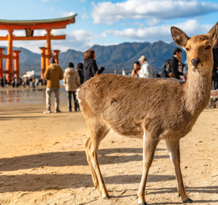 Castle town with historical significance, Nikko