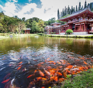 Visit amazing temples on a Kyoto day trip