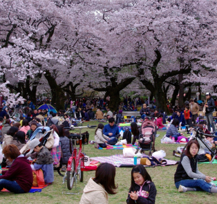 Tokyo's average temperature makes you wonder