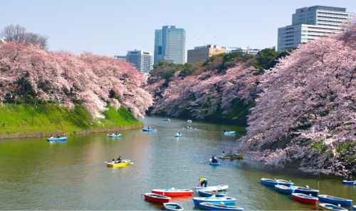 Tokyo in pink: discover the magic of the cherry blossom season