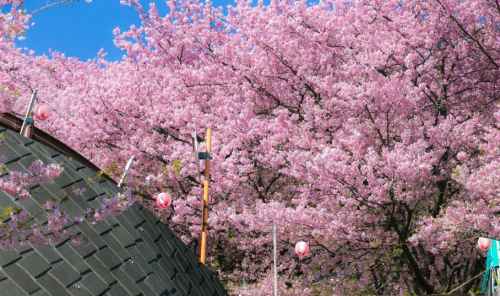 Nagasaki in pink: Experience the cherry blossom traditions with a local
