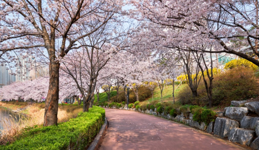Sapporo in bloom: discover the magic of the cherry blossom season