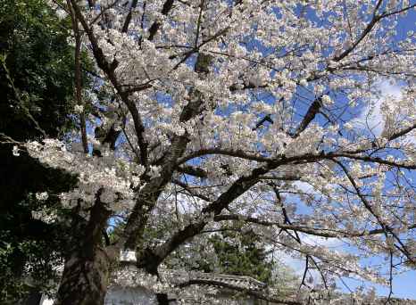 Toshihito_Ando_Nagoya_CU-102249