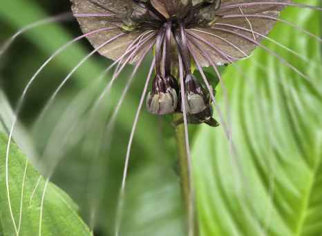 Mystical Orchid: Nature's Mysterious Guest
