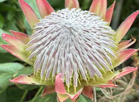 Crowning Glory: Nature's Majesty