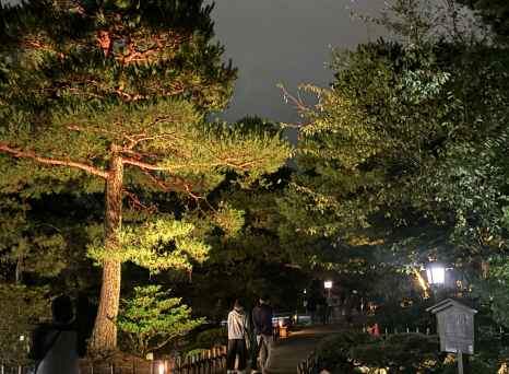 Enchanted Evening Stroll