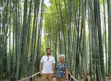 Serenity Amongst Towering Bamboo