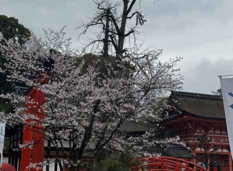 Cherry blossoms frame a vibrant red temple in Kyoto.