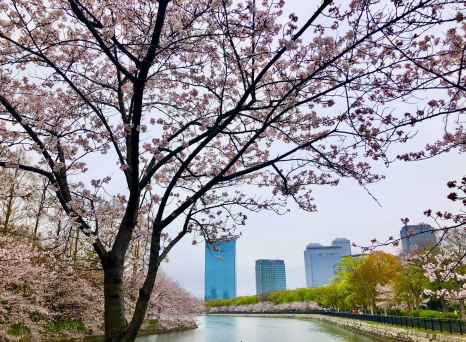 Cherry blossoms decorate Osaka's skyline on a peaceful morning.