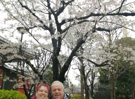 Blossoms of Joy: A Day Under Cherry Skies