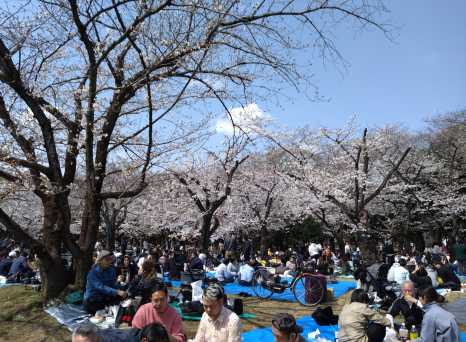 Blossoms and Gatherings: A Cherry Blossom Celebration