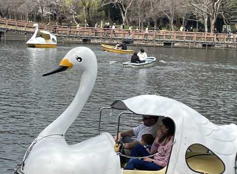 Serene Swan Lake Adventures