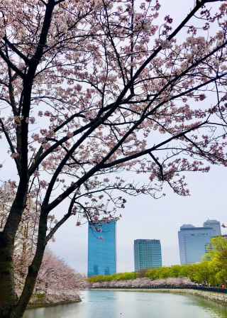 Cherry blossoms decorate Osaka's skyline on a peaceful morning.