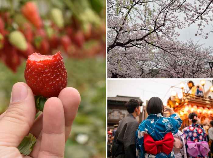 Spring in Tokyo: The ultimate experience of cherry blos