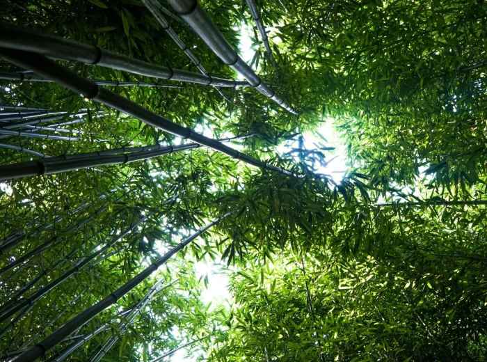 Chinese Scholars Garden - Staten Island 