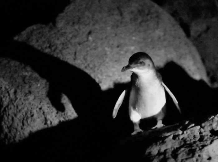 St Kilda Beach: View penguins every night