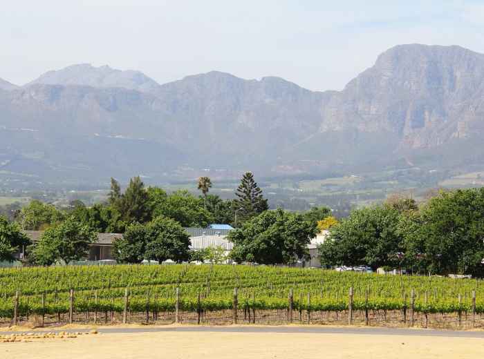 Waterblommetjiebredie – Paarl (Waterblommetjiebredie Fe