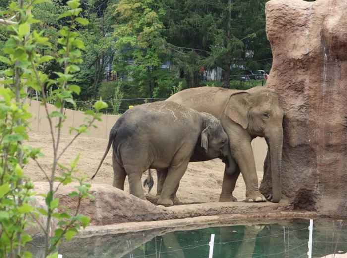 Visit the Sapporo Maruyama Zoo