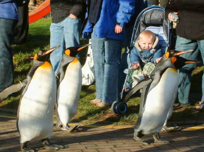Watch The Penguin Parade At Edinburgh Zoo