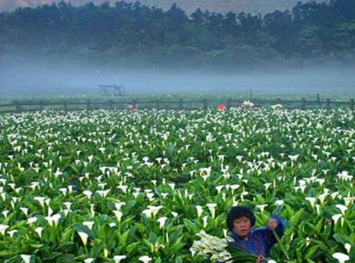 Hiking, Hot Springs, Calla Lilies And Milk Ponds