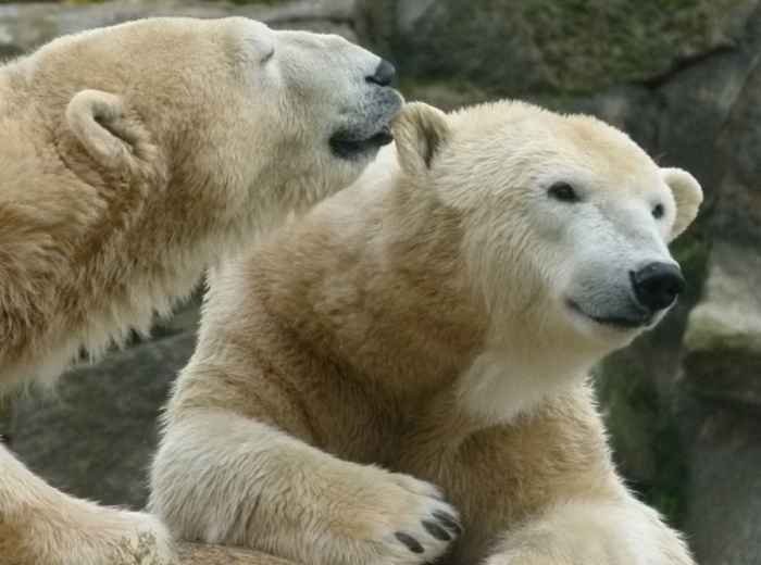 Visit the Berlin Zoo