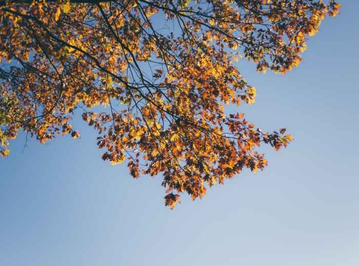 Enjoy the fall leaves in Brussels Park