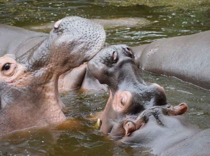 Hiroshima City Asa Zoological Park