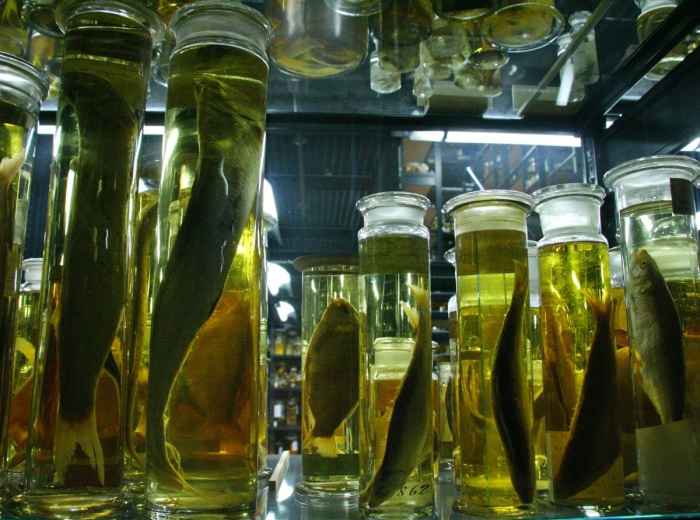 Museum of Tropical Medicine