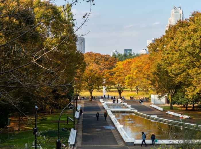 Fall colors in Central Tokyo