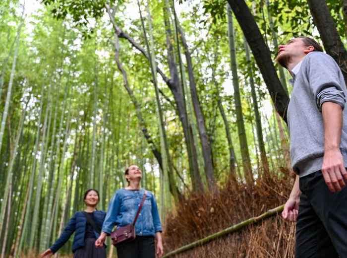 Explore Kyoto's Bamboo Grove