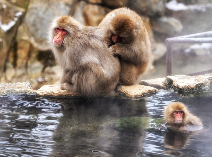 Monkeys sitting and swimming in a hot spring bath