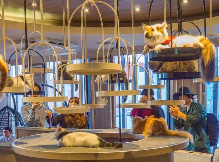 Cat cafes 